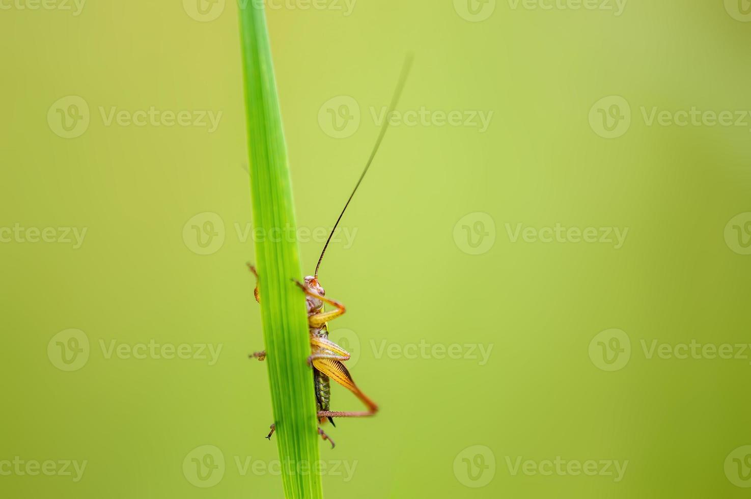 ett grön gräshoppa sitter på en stjälk i en äng foto