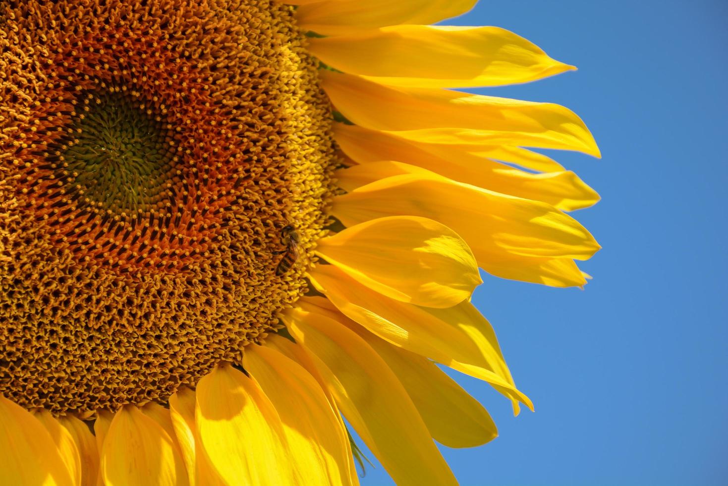 närbild se av solros i sommar mot blå himmel i provence söder av Frankrike foto