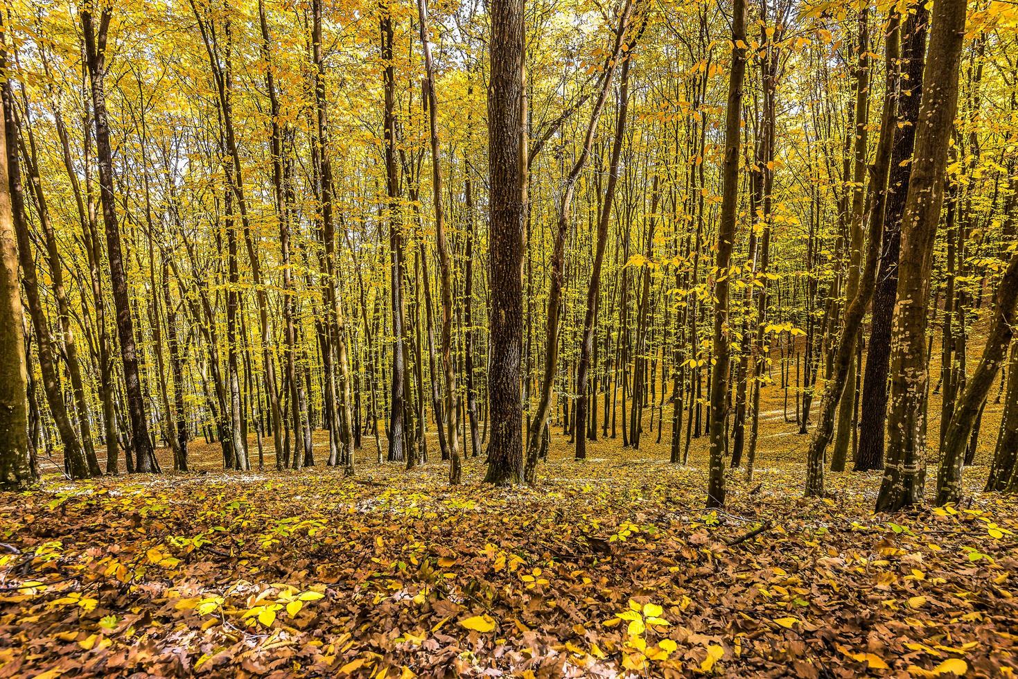 naturskön se av färgrik höst i de skog i de transsylvaniska alps i rumänien foto