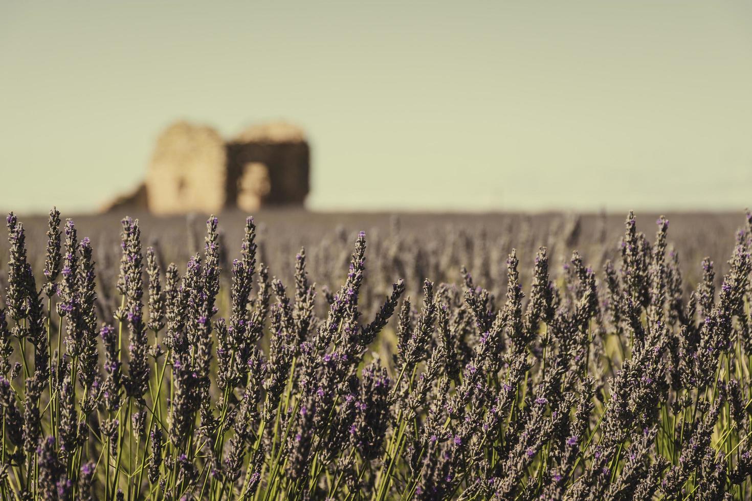 naturskön se av lila lavendel- fält i provence söder av Frankrike med sten hydda i de bakgrund foto