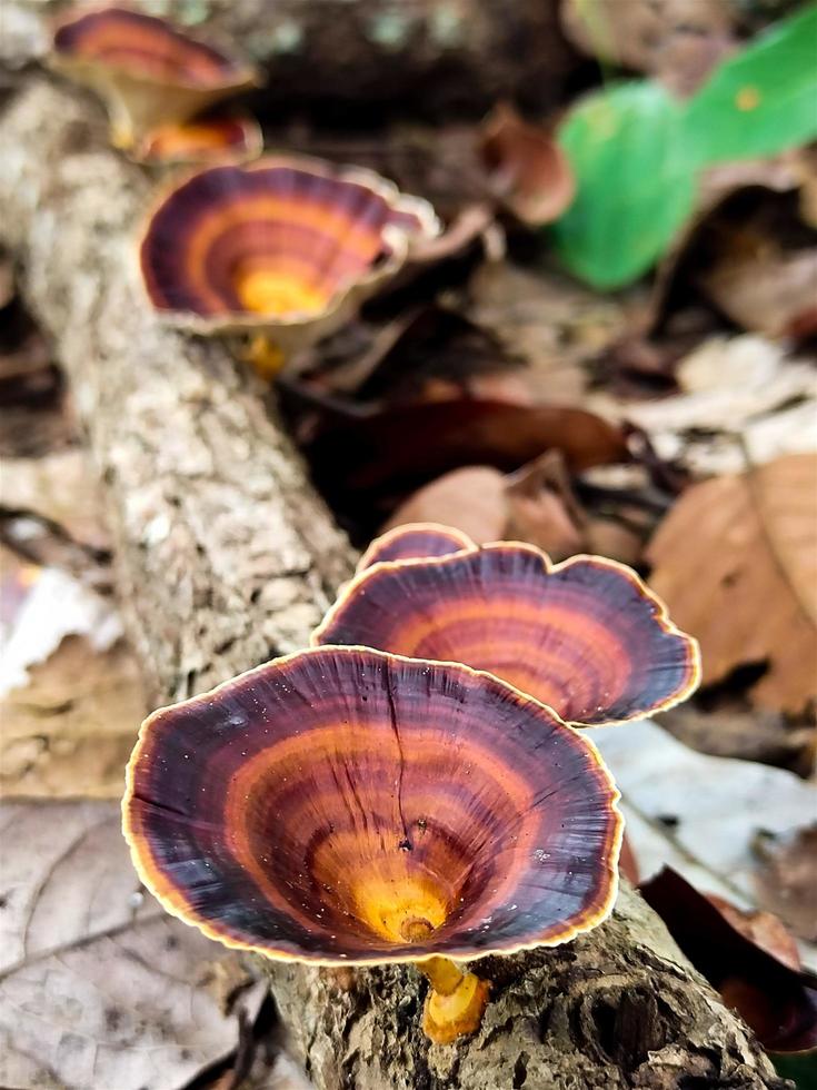 skön naturlig torkades svamp tapet. foto