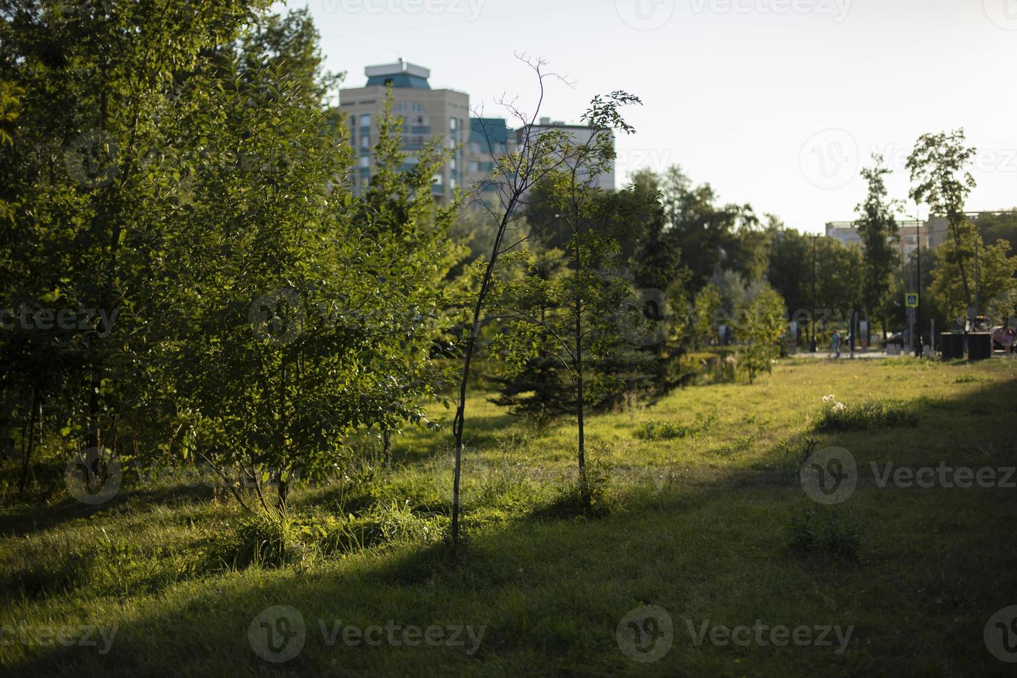 parkera i stad. växter i parkera. planterade träd i grön område av gård. foto