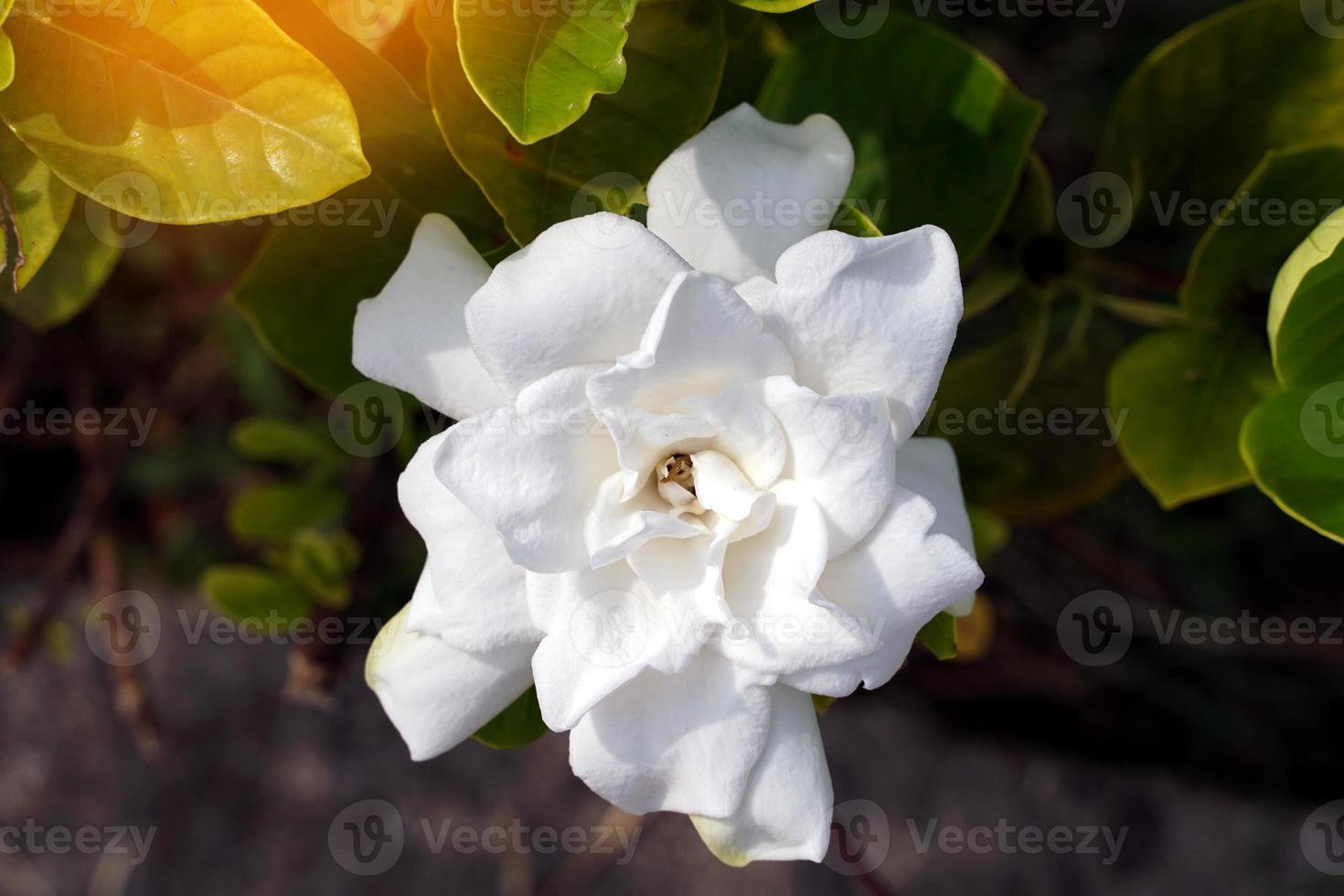 cape jasmin, gardenia jasmin har vit blommor. de kronblad är både enda lager typ. och många typer av kronblad staplade tillsammans, stark doft, blomning genom hela de år. foto