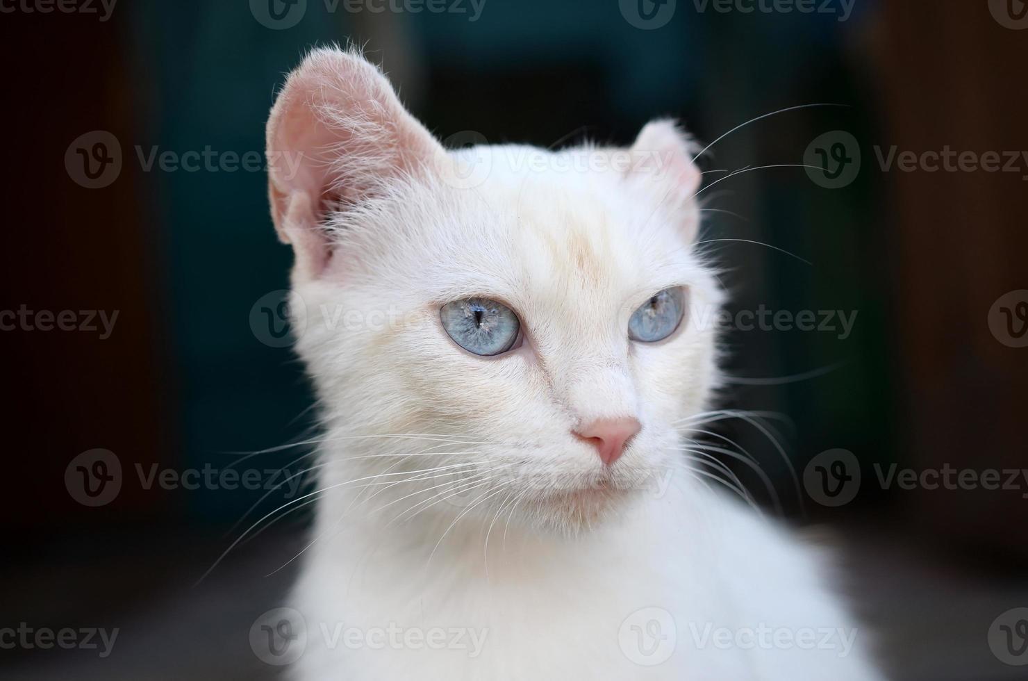 ren vit katt med turkos blå ögon och rosa defekta öron foto