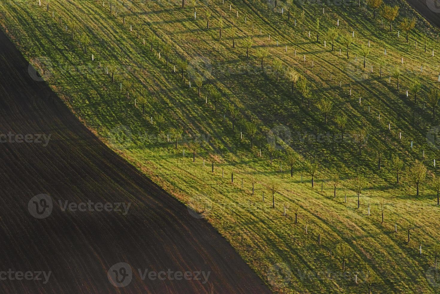 linje av färsk träd på de grön jordbrukskultur fält på dagtid foto