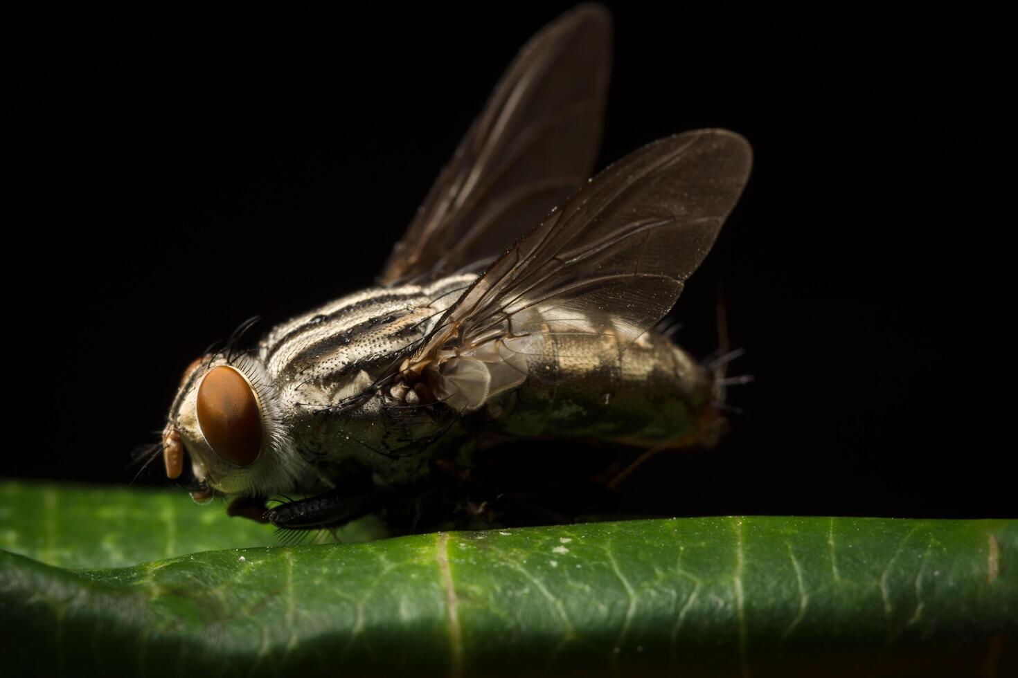 flyga på ett blad foto