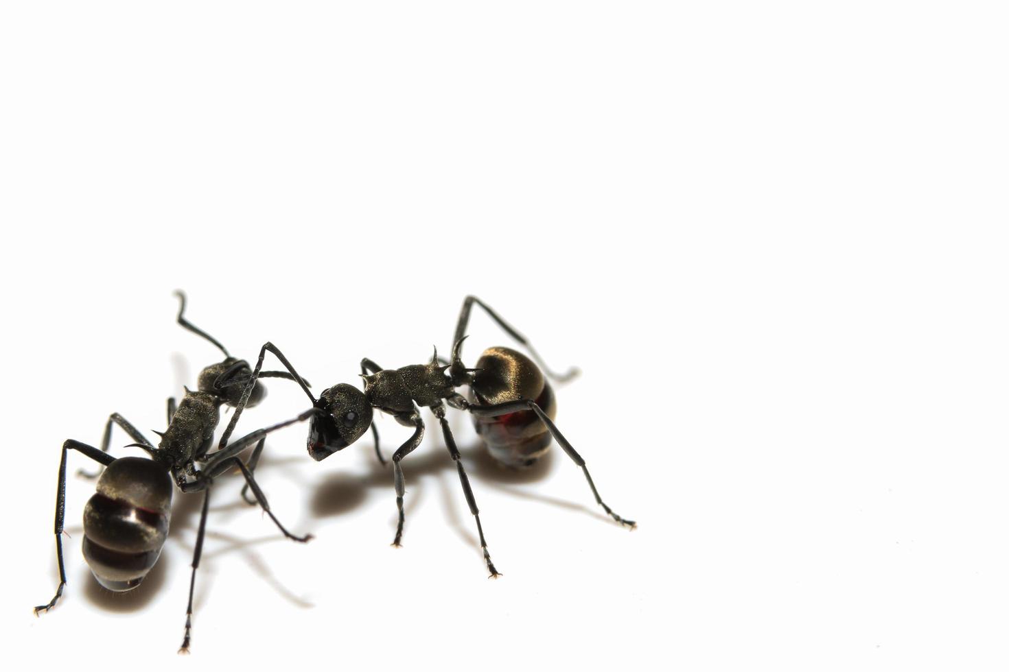 svart myra på en vit bakgrund foto