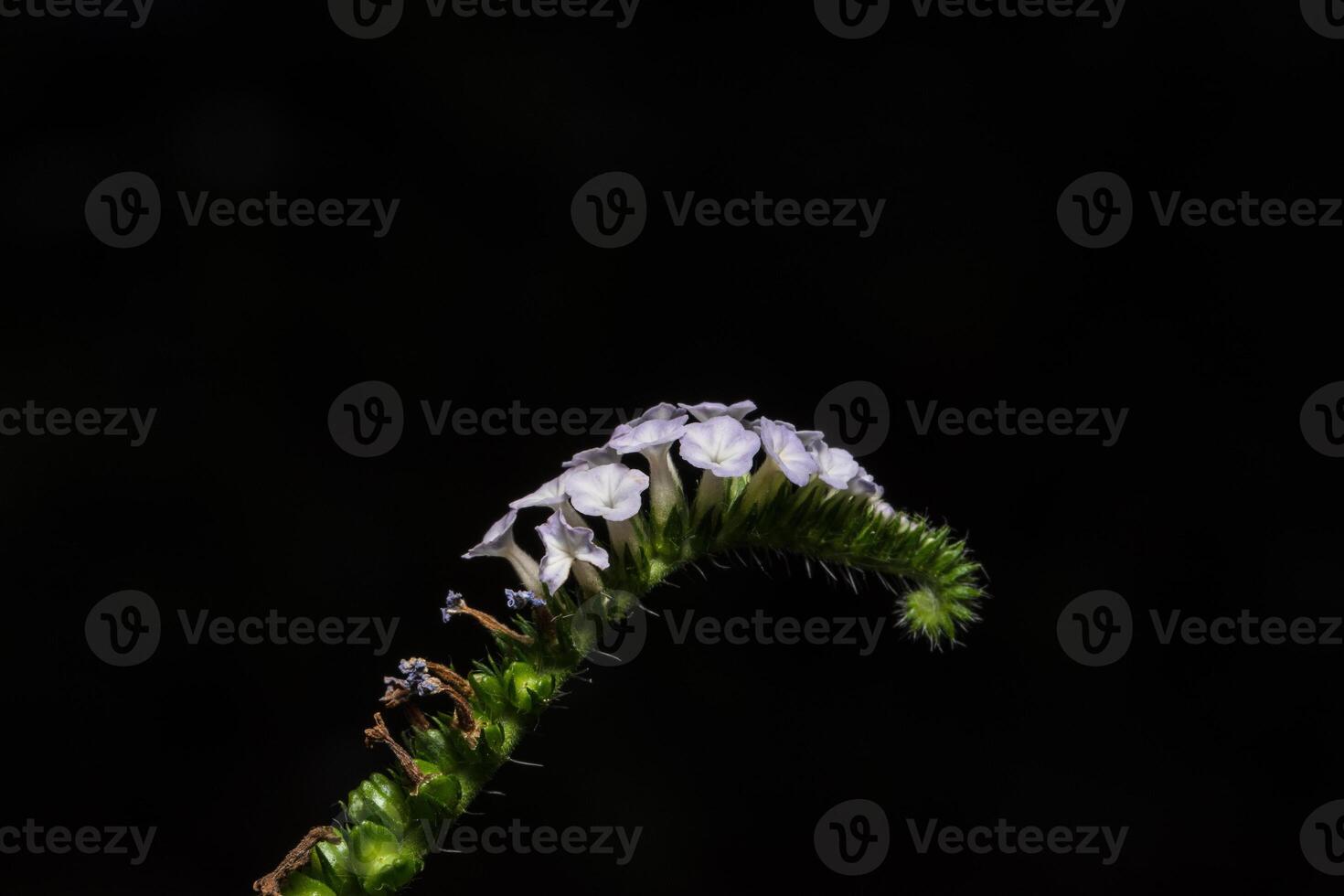 blomma på svart bakgrund foto