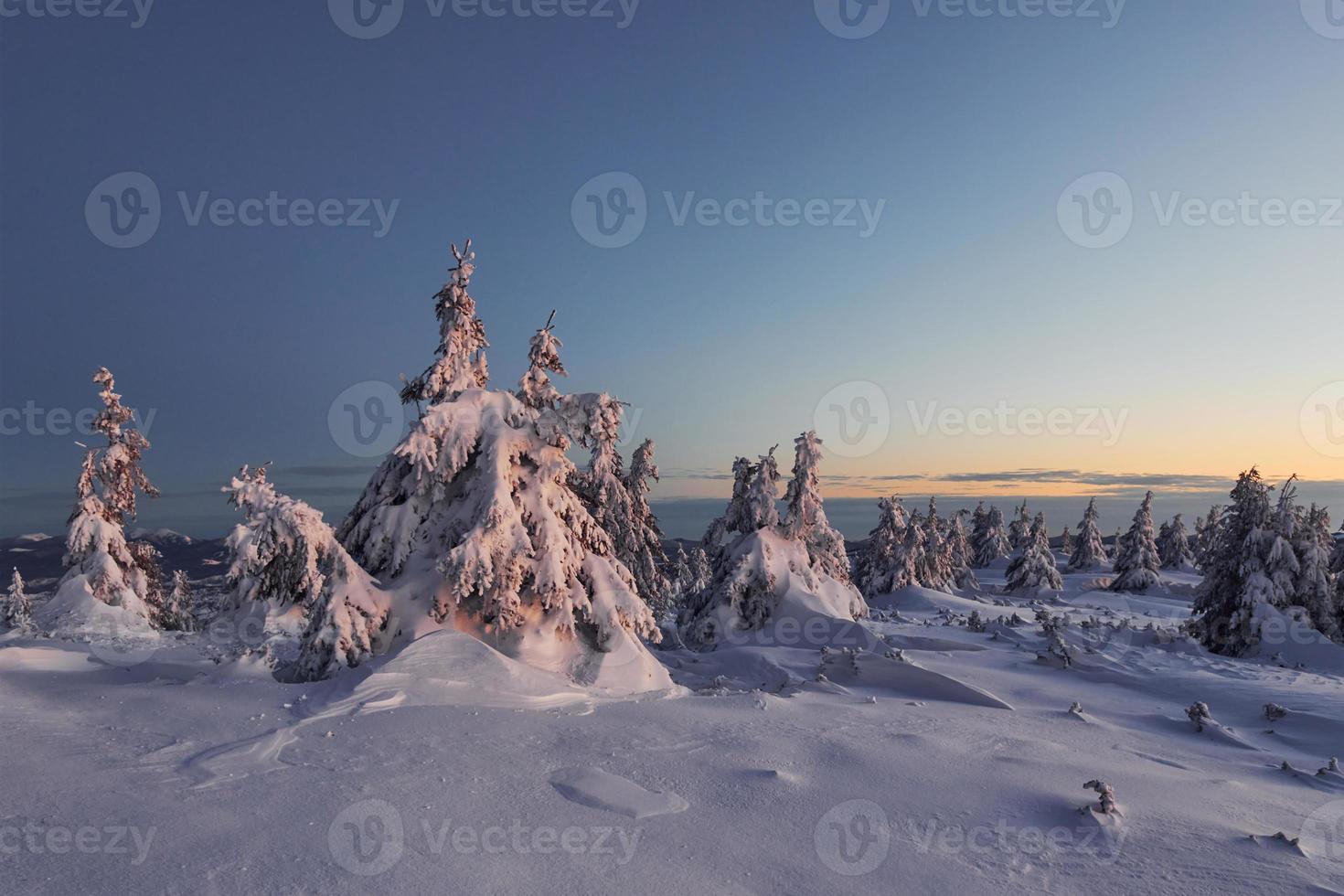 snö omslag massa av jord och träd. magisk vinter- landskap foto