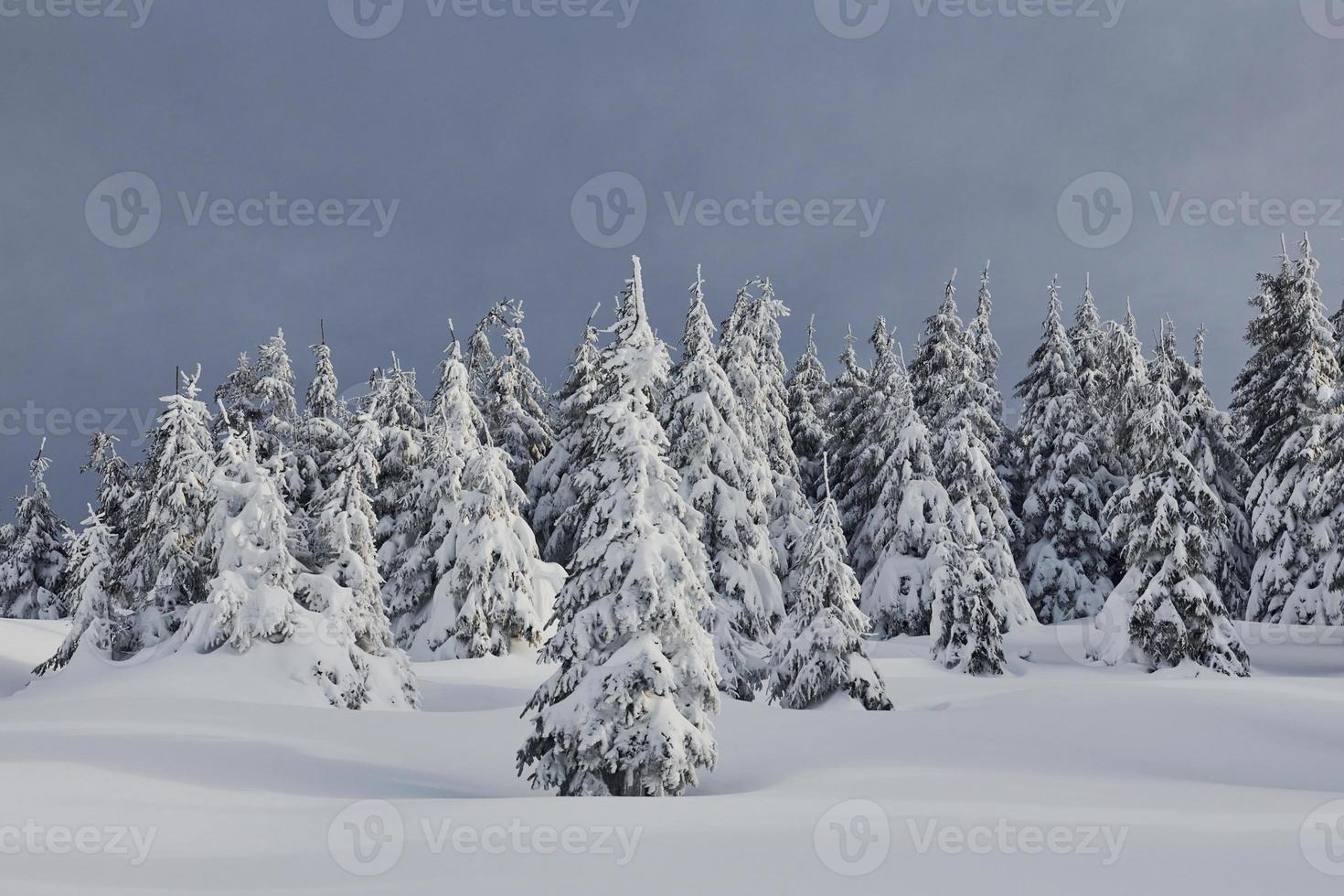 magisk vinter- landskap med snö täckt träd på dagtid foto