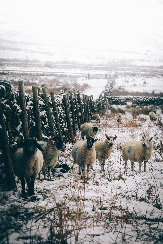 derbyshire, england, 2020 - får och baggar i ett snöigt fält foto
