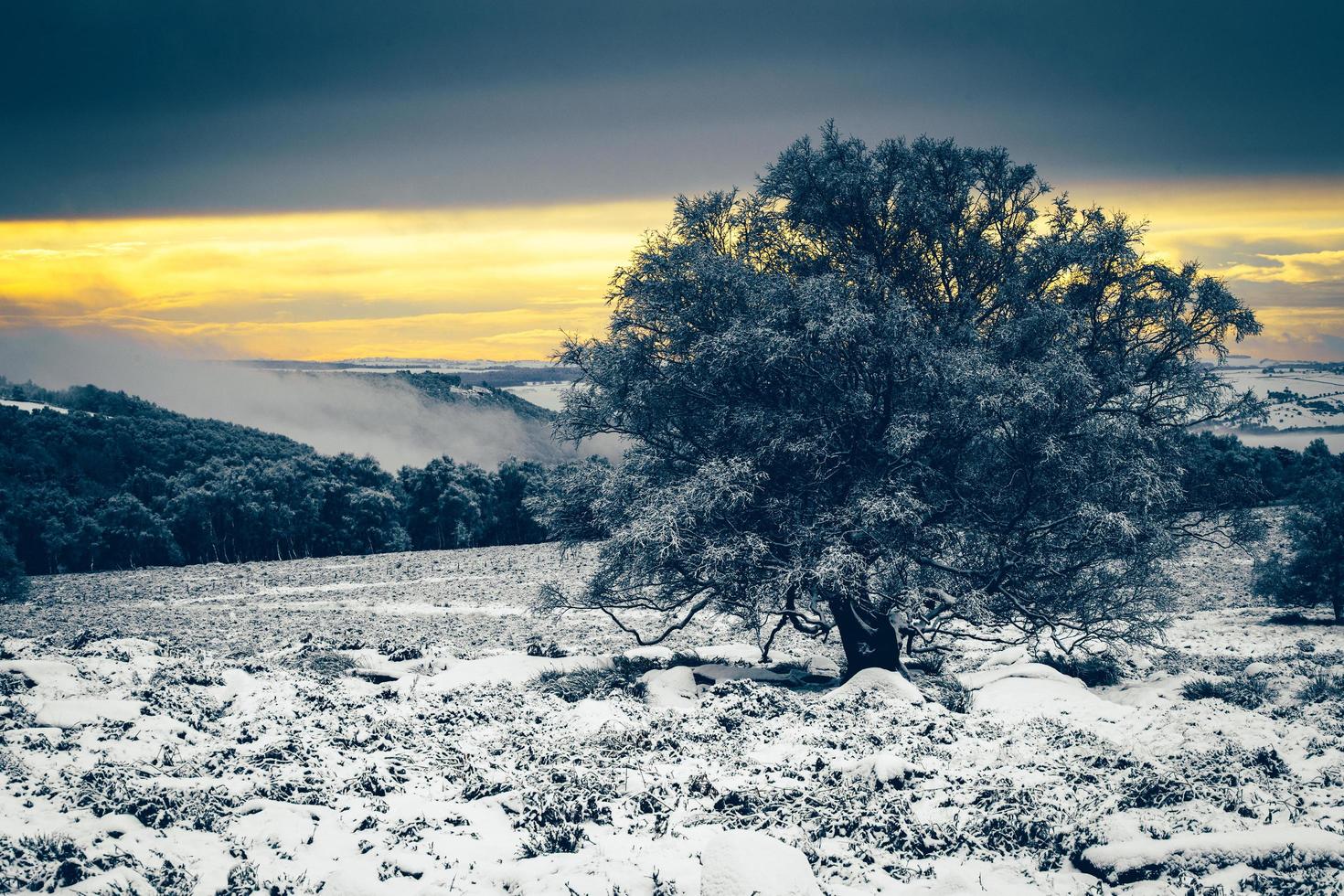 snöigt landskap och ett träd foto