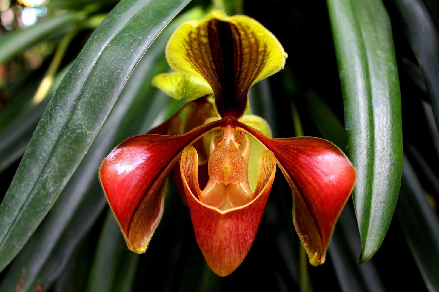 en dam tofflor orkidé som hittades i Thailand foto