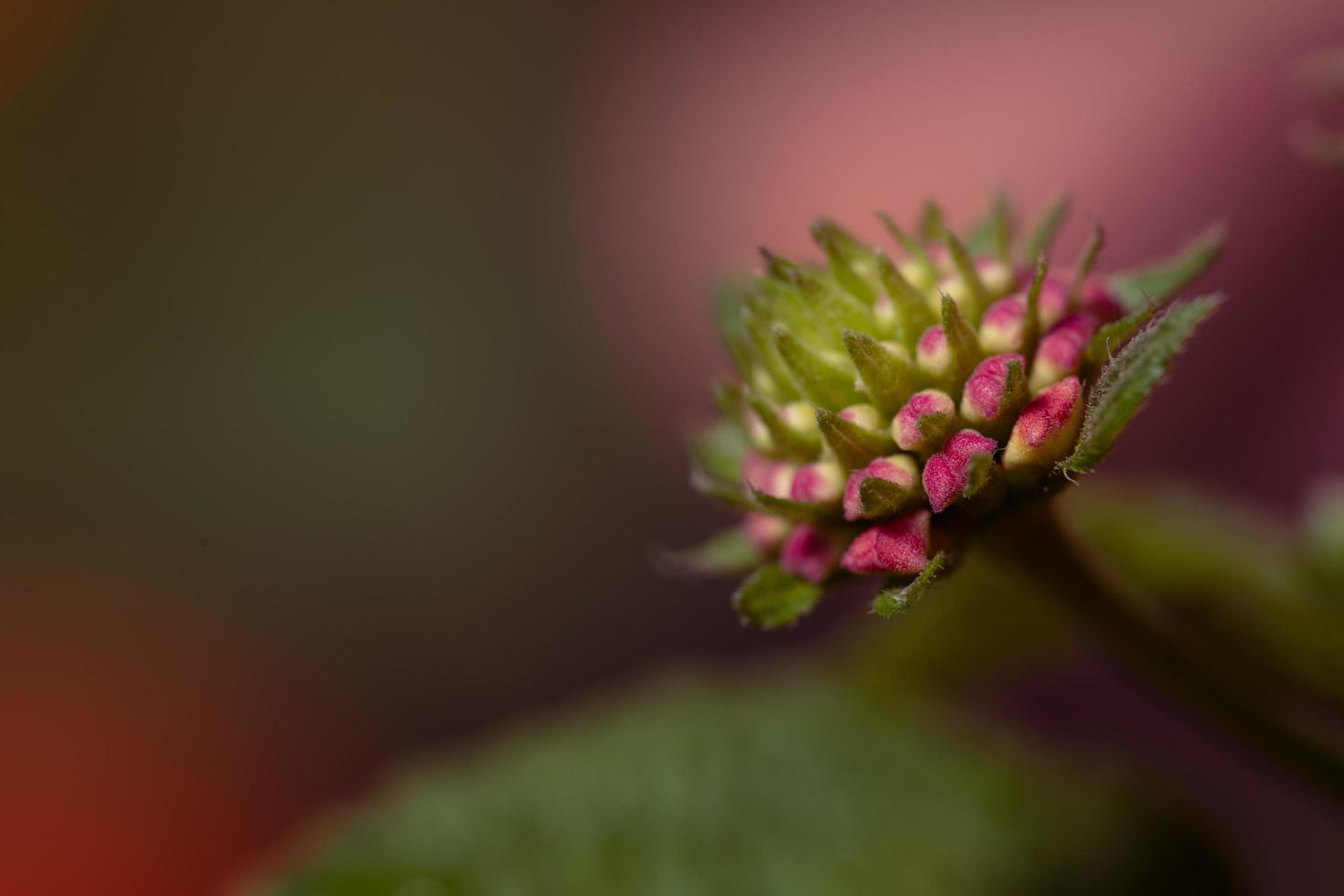 blomknopp i en trädgård foto