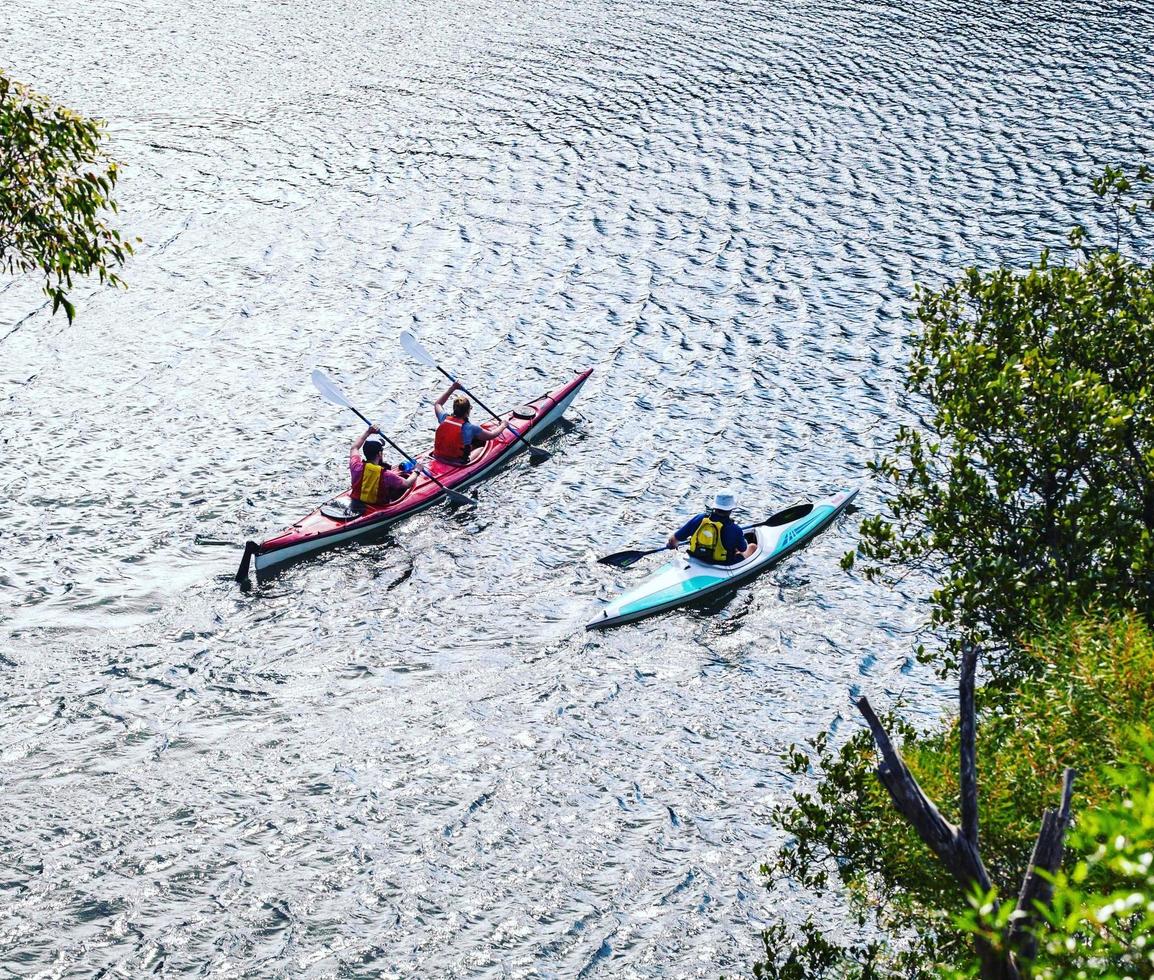 sydney, australien, 2020 - kajakpaddling i bukten foto