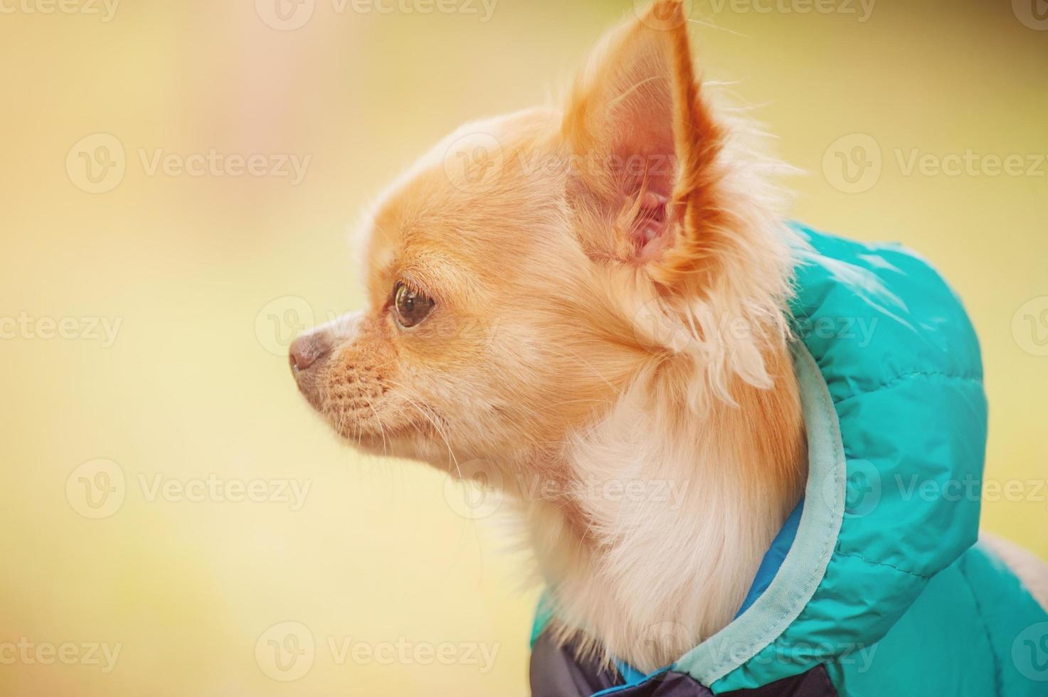 chihuahua profil. en ung hund ett år gammal i en jacka för en promenad. foto