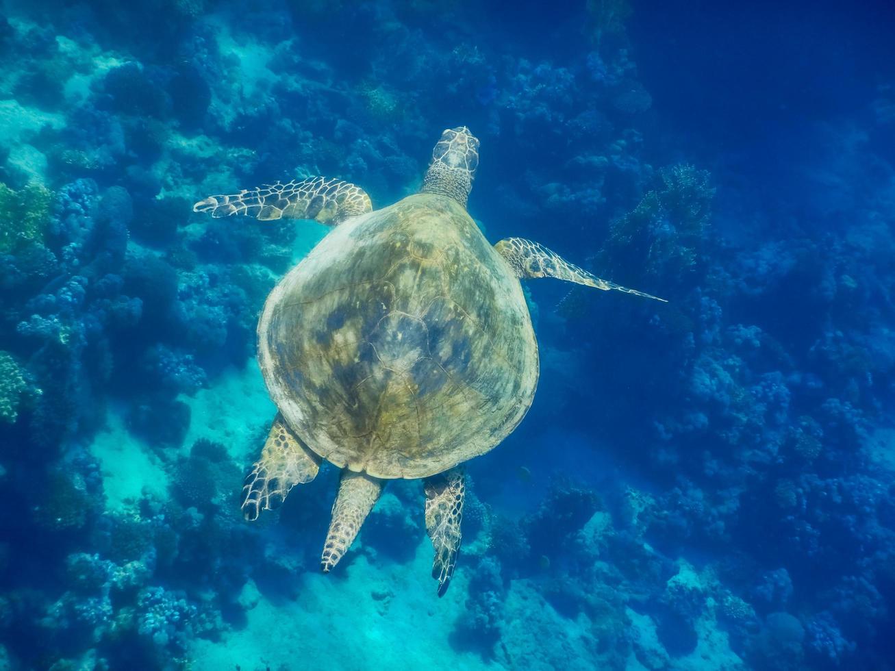 grön hav sköldpadda simmar över koraller i de röd hav egypten foto