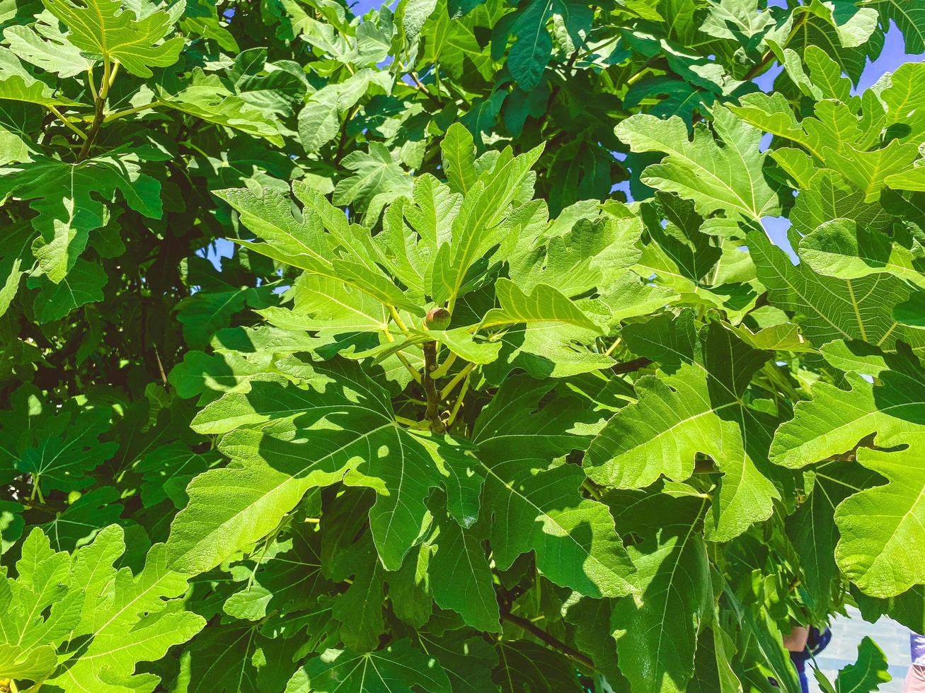 grön, härlig ek löv. mycket liten grön löv på de träd. exotisk växt i en varm Land. ådrad blad, natur, grönska. stor fluffig gren foto