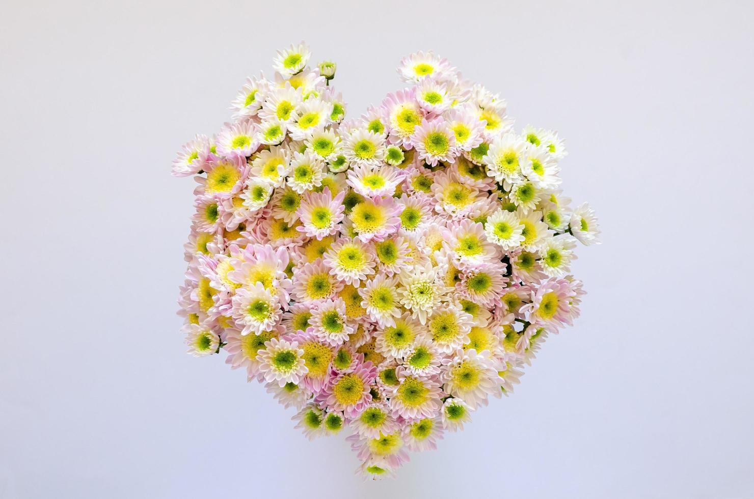 kärlek form bukett av rosa krysantemum på vit bakgrund för årsdag, mor och valentine dag begrepp. foto