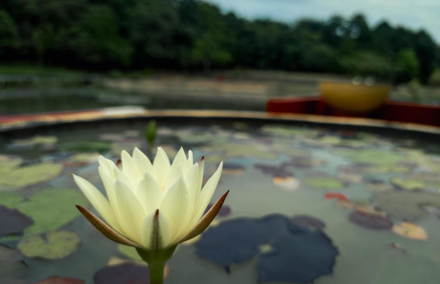 stänga upp Foto av skön lotus blomma selektiv fokus, lotus blomma tapet, blomma naturlig bakgrund