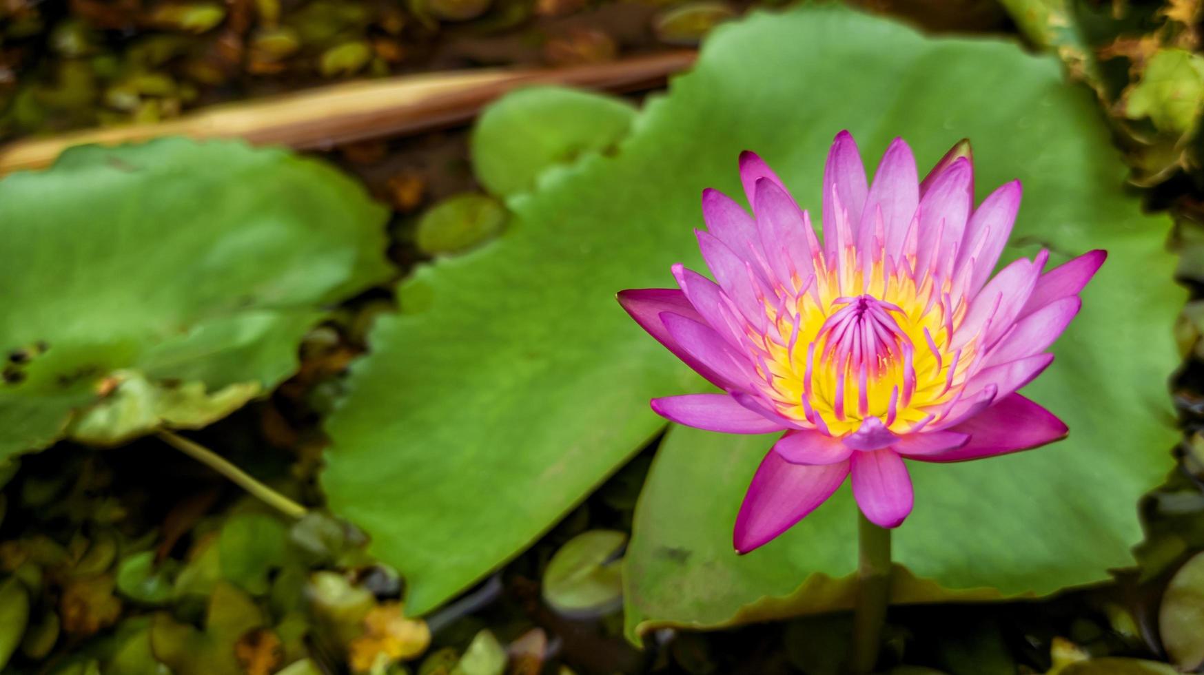 stänga upp Foto av skön lotus blomma selektiv fokus, lotus blomma tapet, blomma naturlig bakgrund