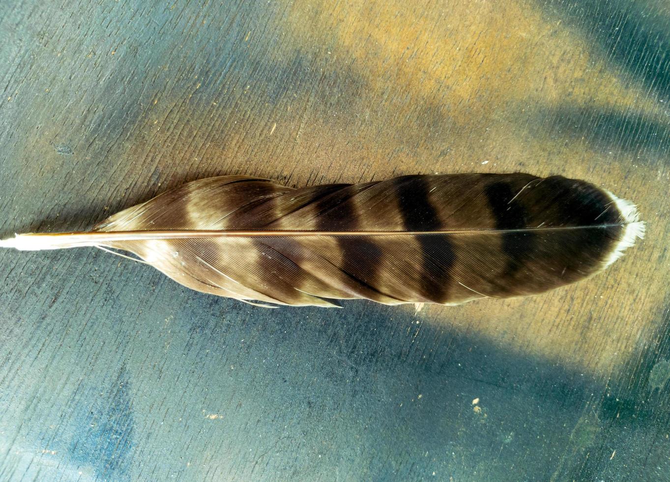 stänga upp av ett Örn fjäder mot en trä- textur bakgrund foto