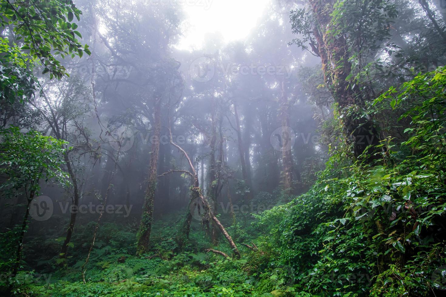 vacker regnskog vid ang ka naturstig i Doi Inthanon nationalpark, thailand foto