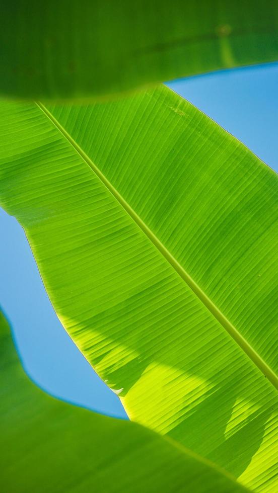texturerad banan träd blad bakgrund med ljus blå himmel foto