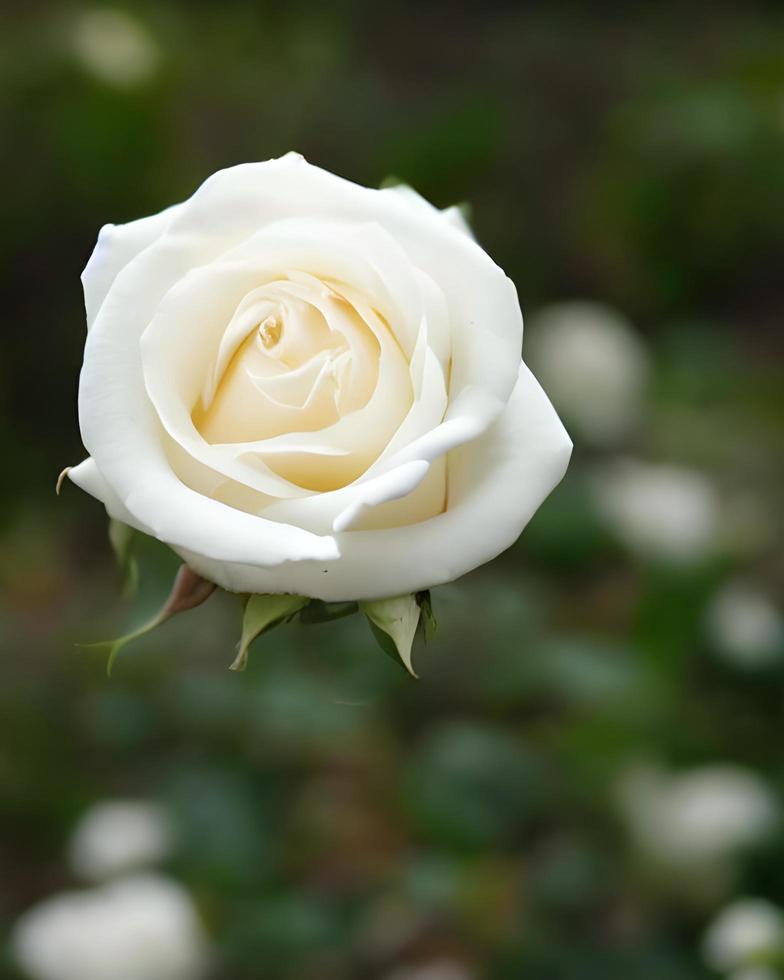 färsk vit reste sig blommor foto