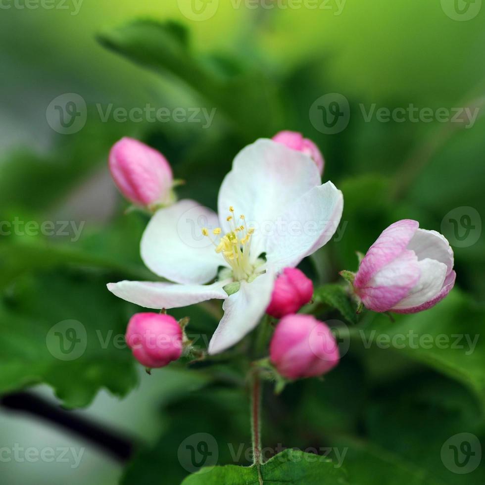rosa äppleblommor foto