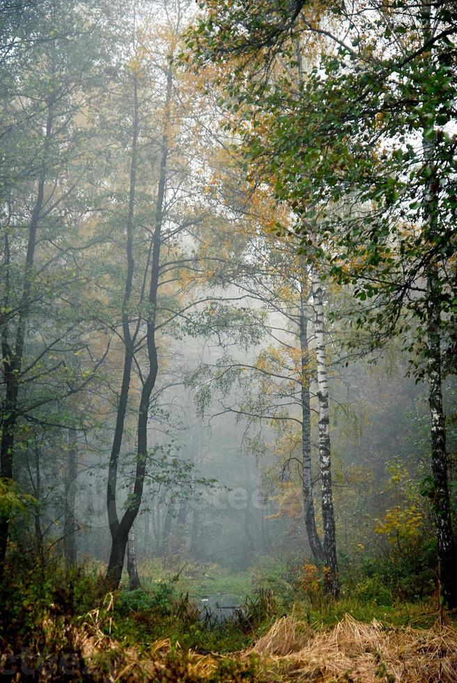 höst skog och Sol foto