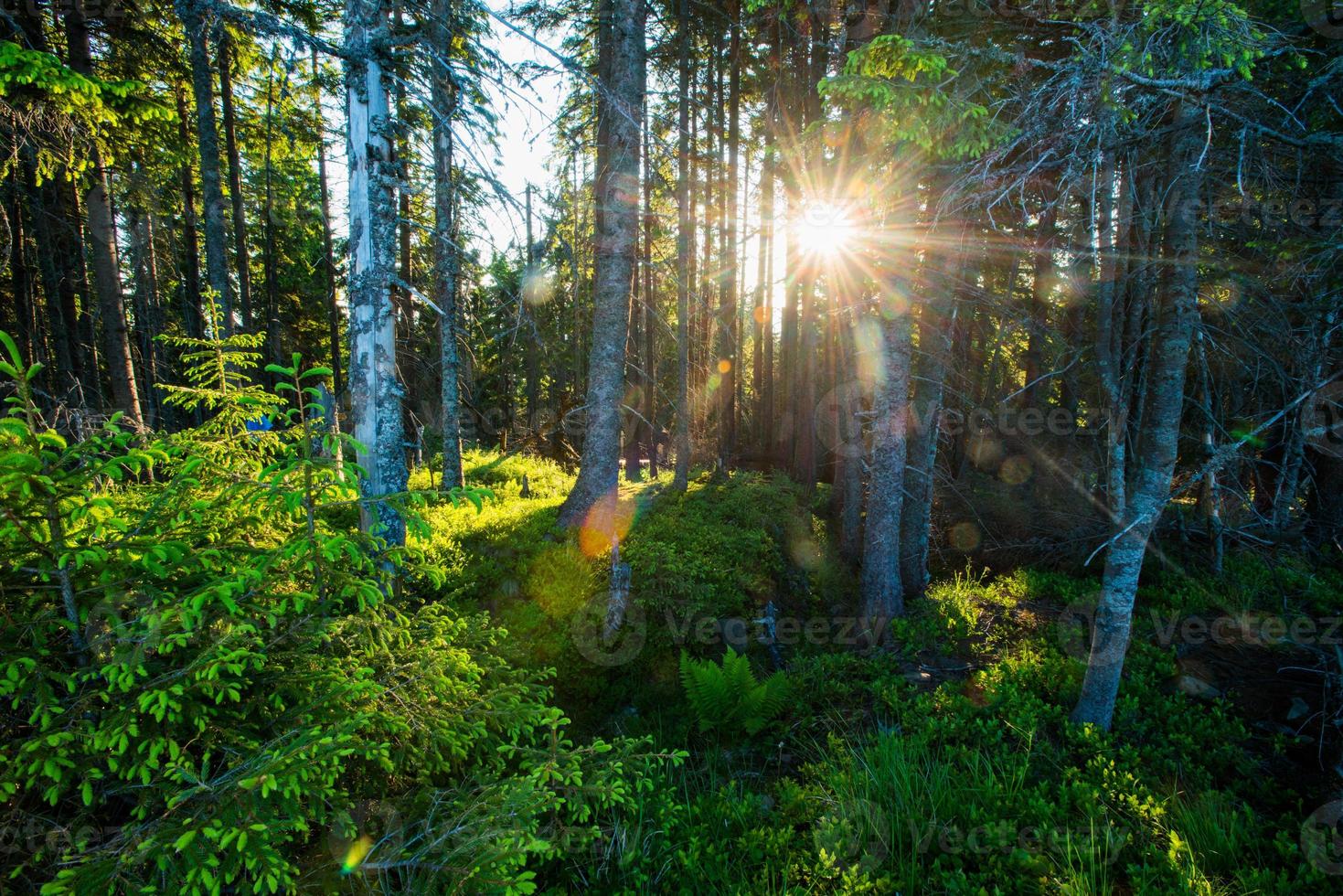 solljus genom gran träd foto