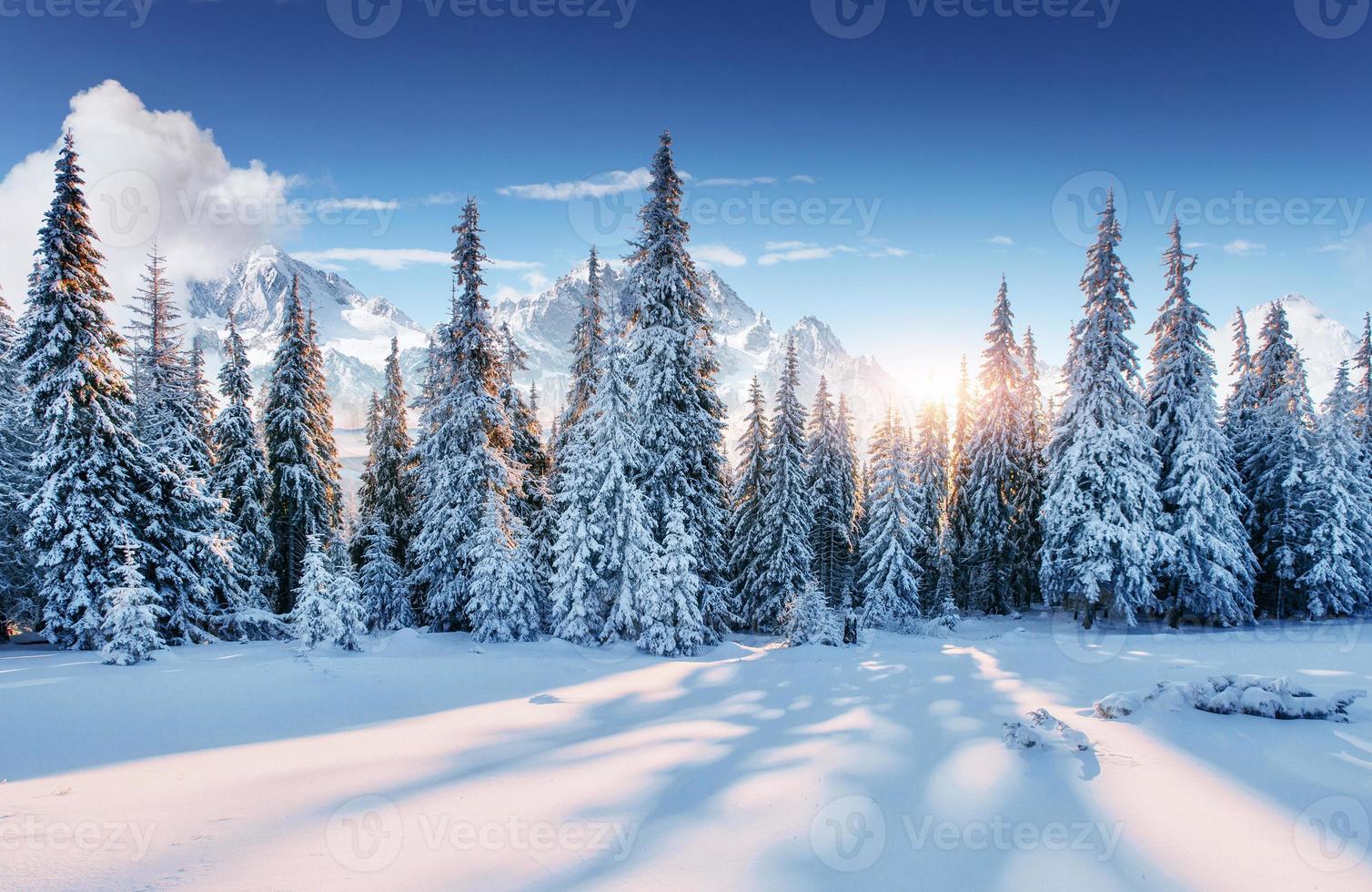 skön solljus. majestätisk landskap med skog på vinter- tid. landskap bakgrund foto