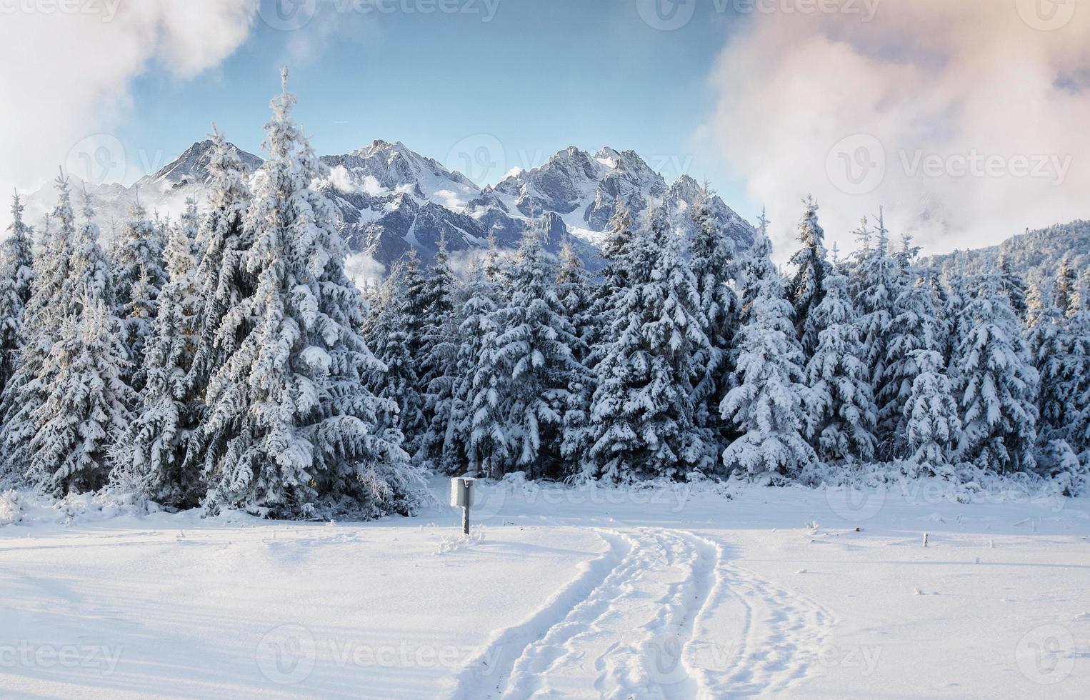 majestätisk landskap med skog på vinter- tid. landskap bakgrund foto