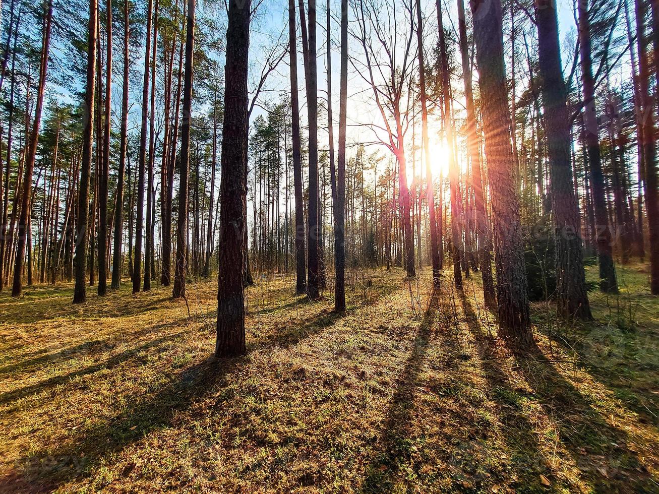 Sol strålar lysande i skog. silhuetter av träd och skuggor. solnedgång bland lång tallar. naturlig landskap. foto