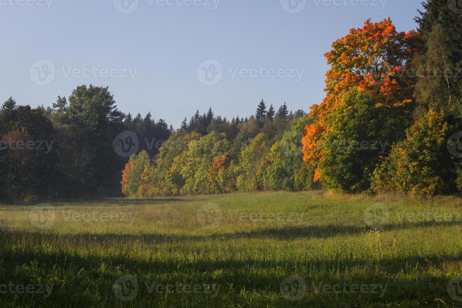 höst landskap med gul löv på en solig dag foto