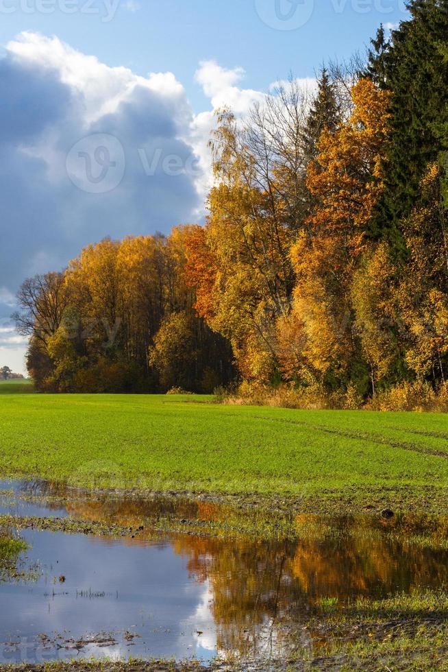 höst landskap med gul löv på en solig dag foto