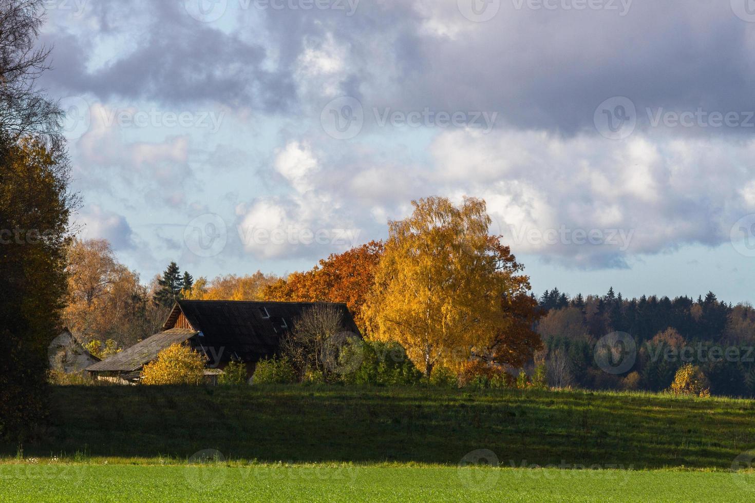 höst landskap med gul löv på en solig dag foto