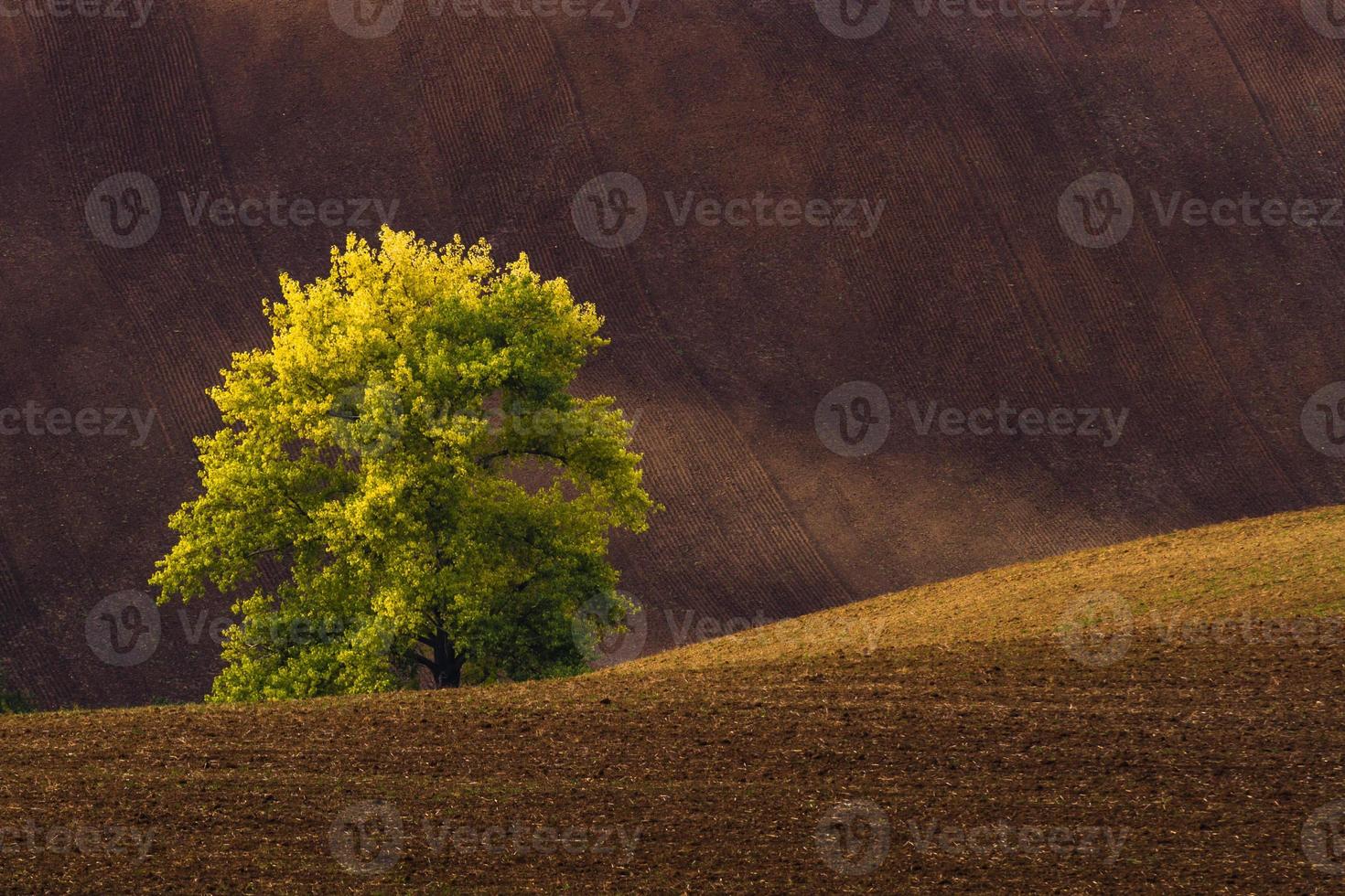 höst landskap i en moraviska fält foto