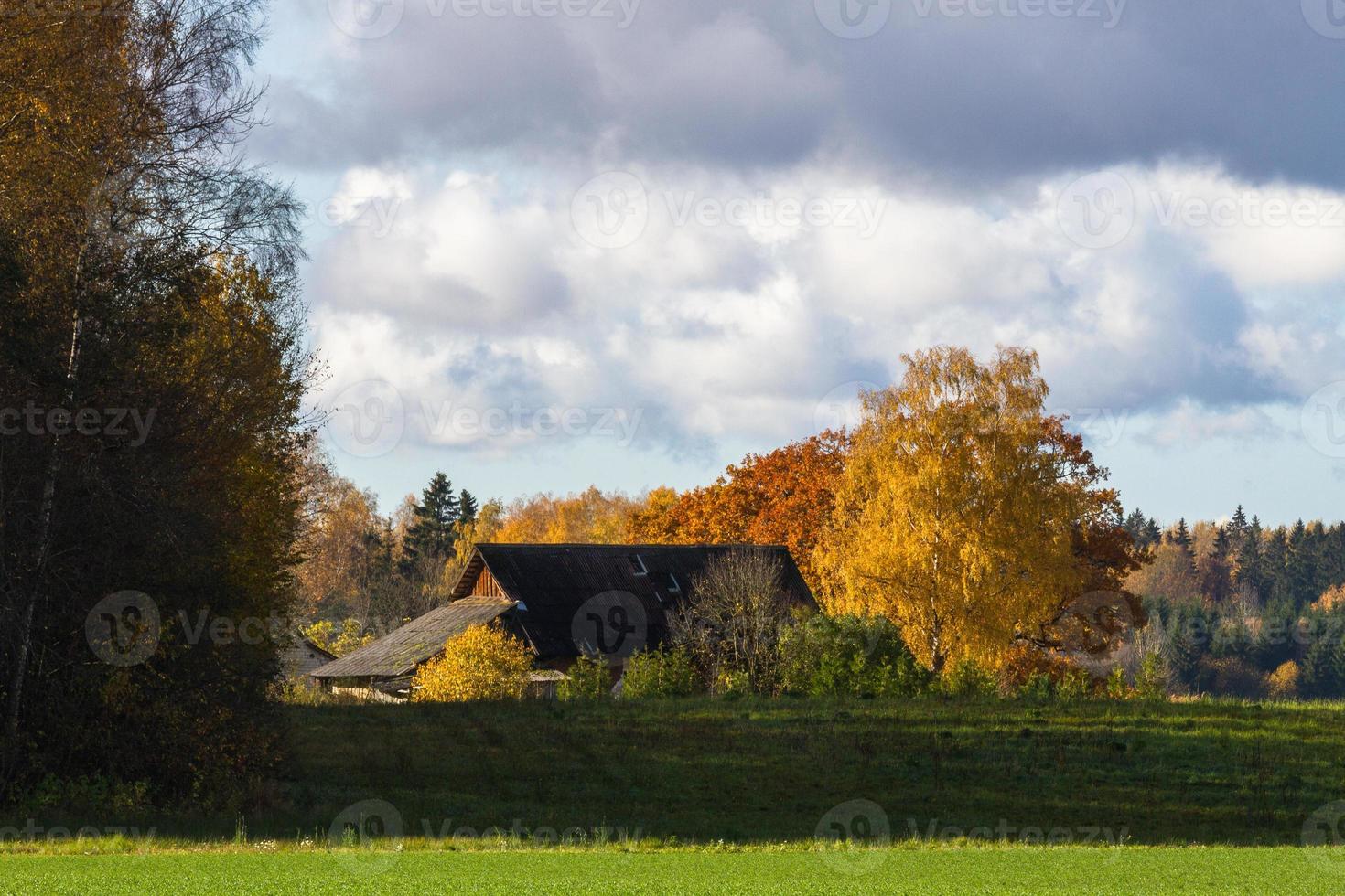 höst landskap med gul löv på en solig dag foto