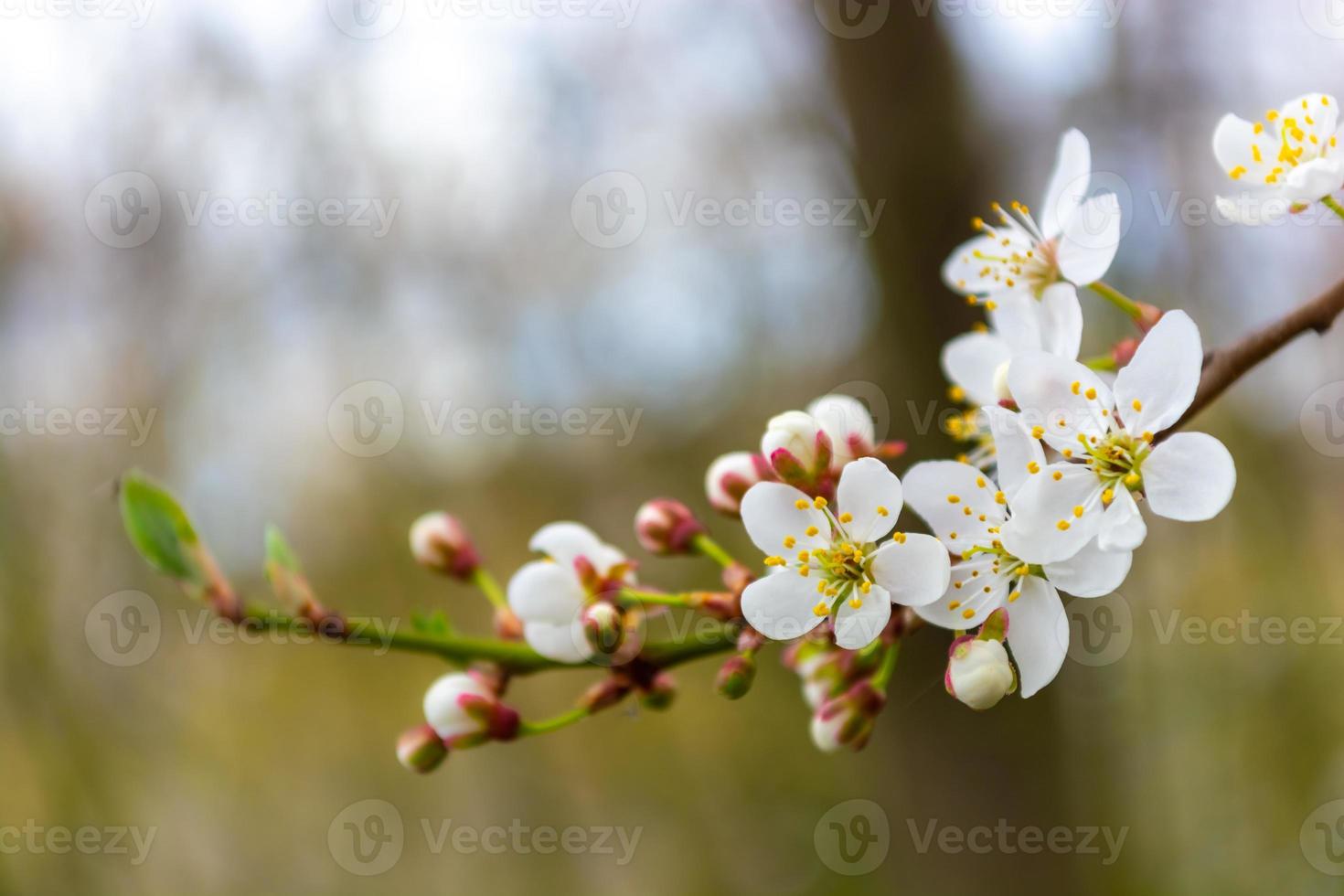 plommon blomma gren foto