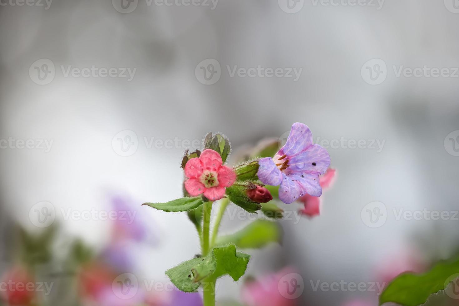 stänga upp se av jordviva blommor med grund djup av fält, fokus staplade bild. foto