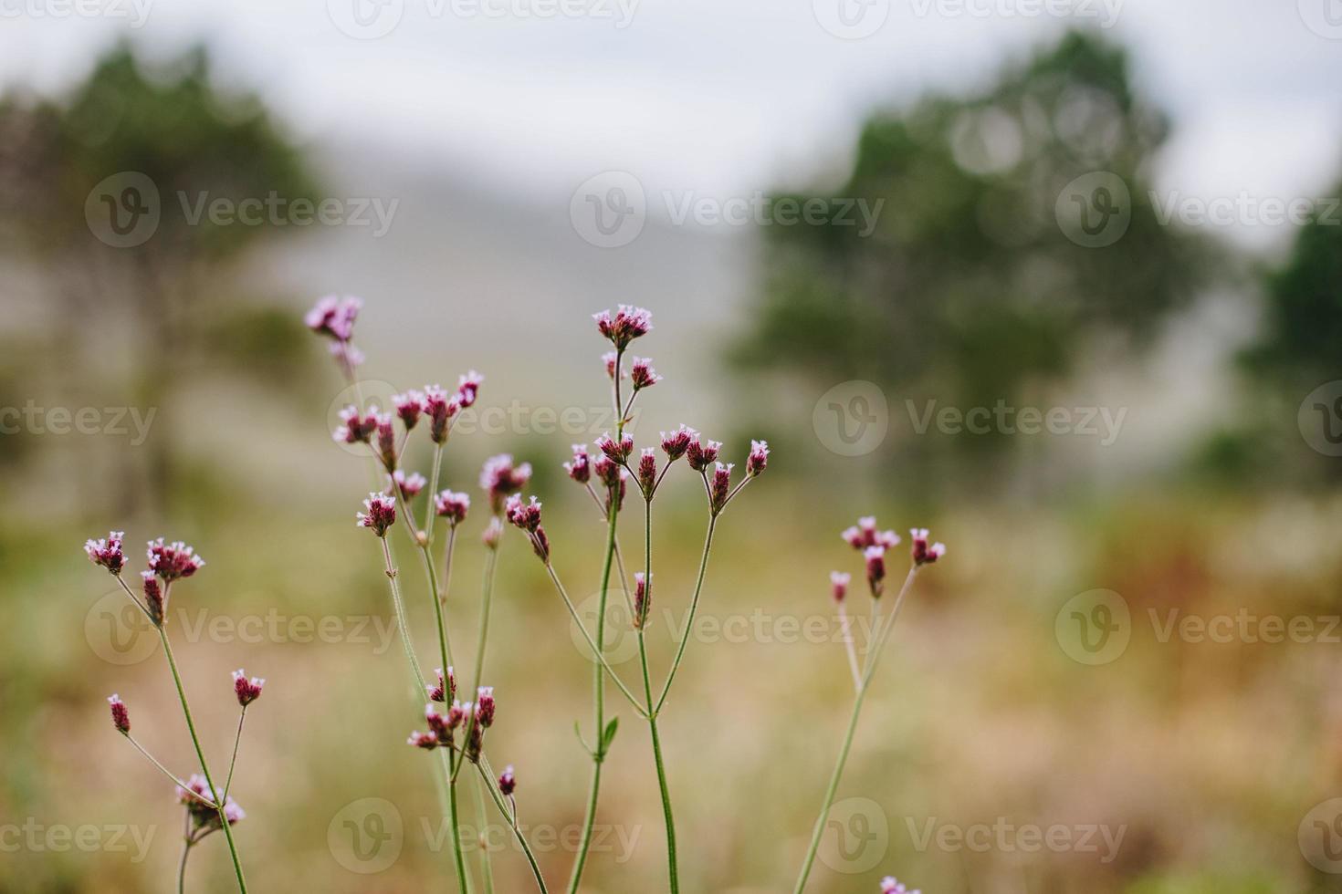 sydafrikansk fynbos foto