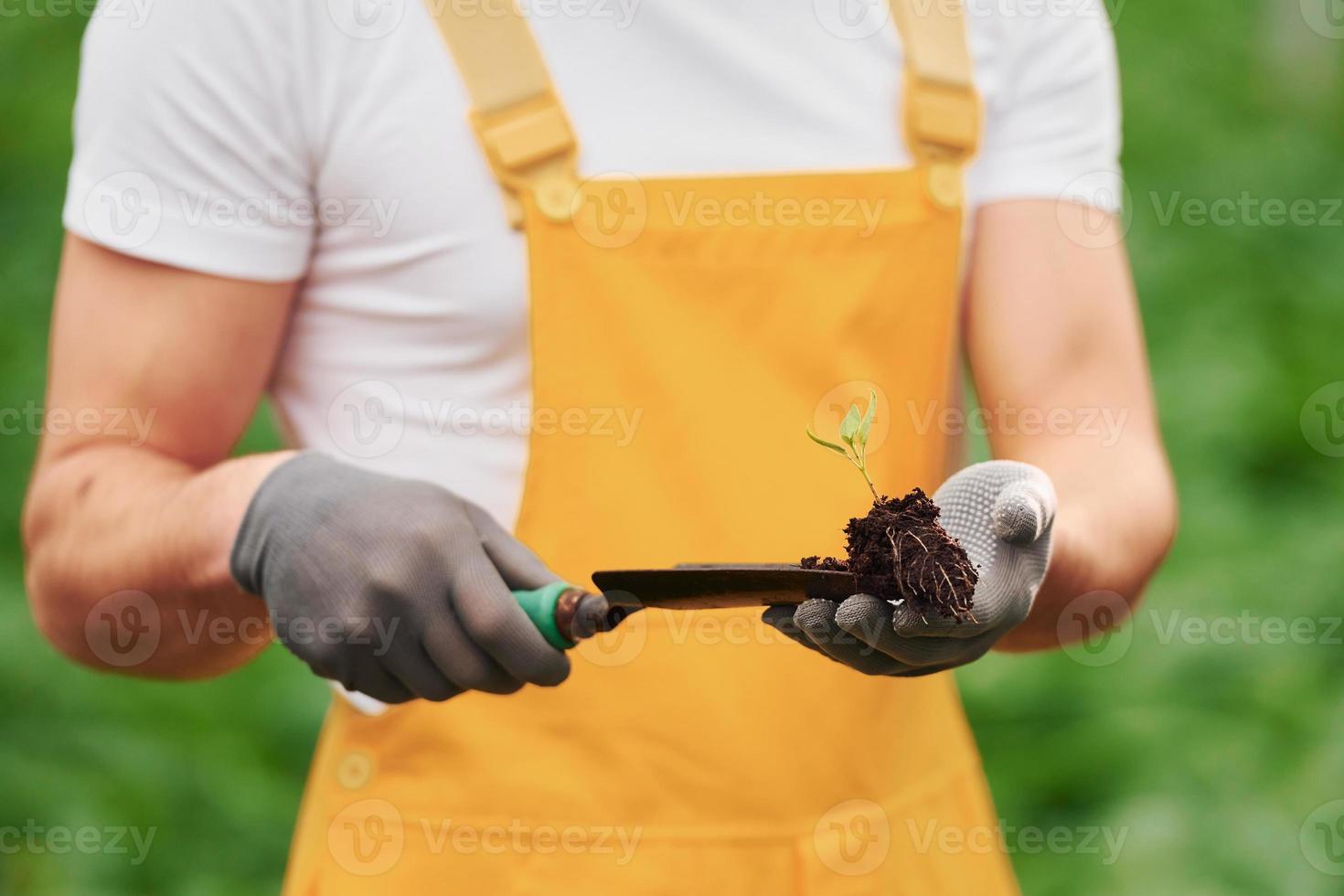 innehar växt på liten showel. ung växthus arbetstagare i gul enhetlig ha jobb inuti av drivhus foto