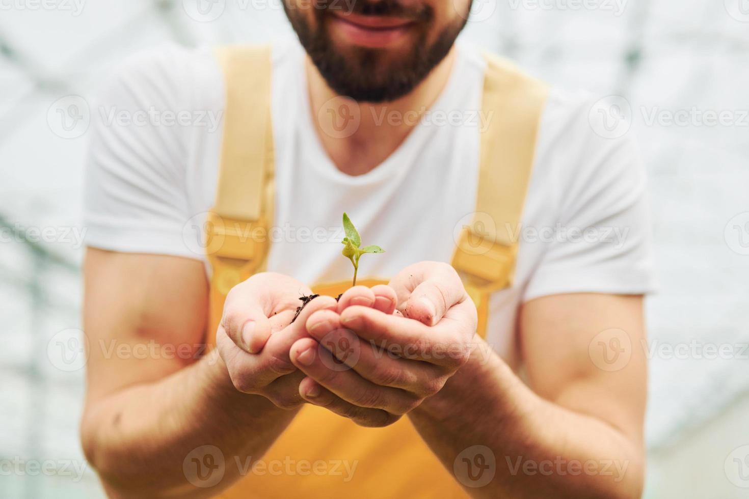 innehav växt i händer. ung växthus arbetstagare i gul enhetlig ha jobb inuti av drivhus foto