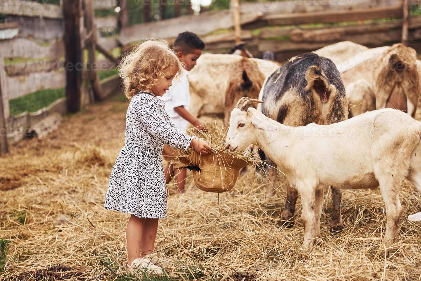 liten flicka i blå kläder är på de bruka på sommartid utomhus med get foto