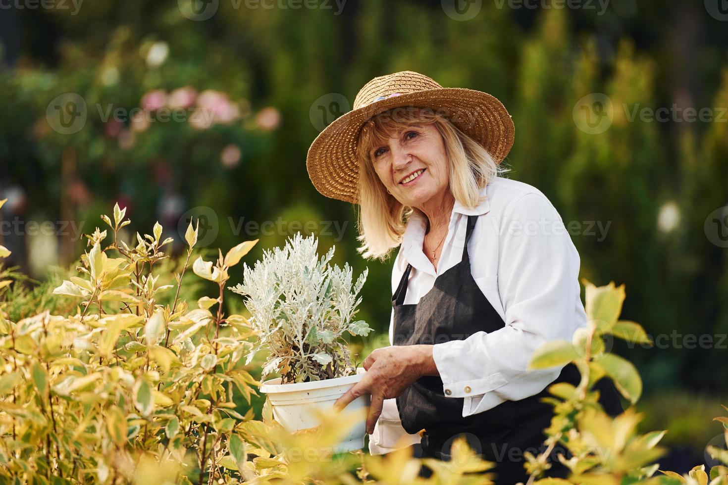 innehav pott i händer. senior kvinna är i de trädgård på dagtid. uppfattning av växter och säsonger foto