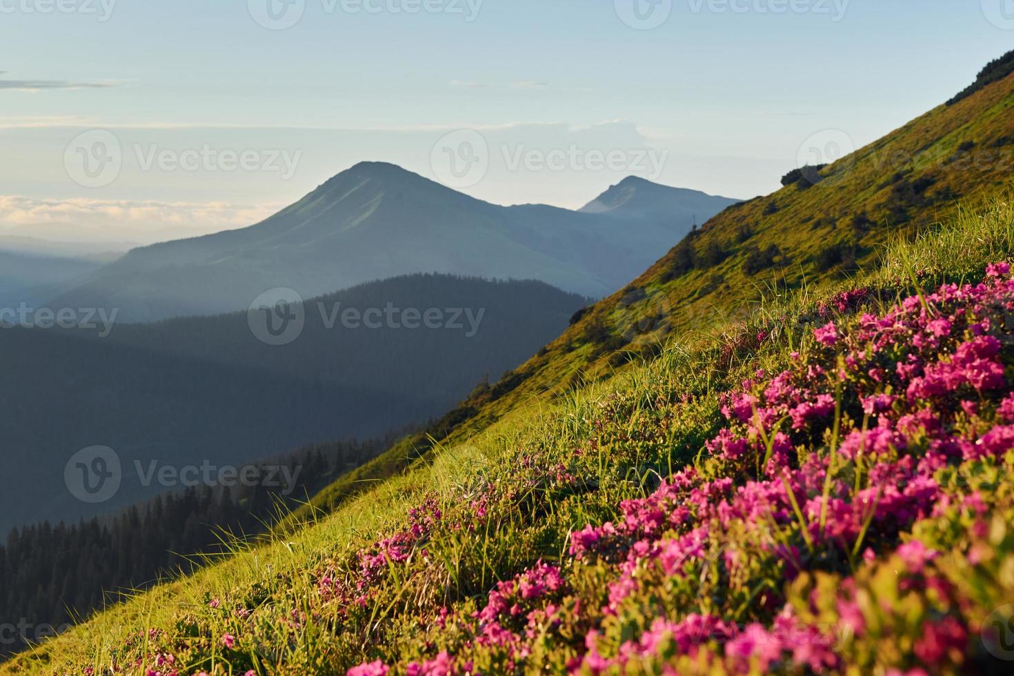 violett blommor blomning. majestätisk karpater berg. skön landskap av oberörd natur foto