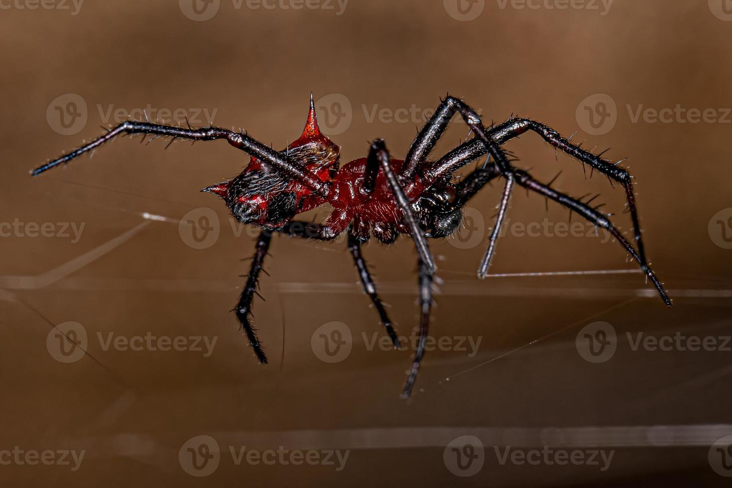 vuxen manlig orbweaver foto