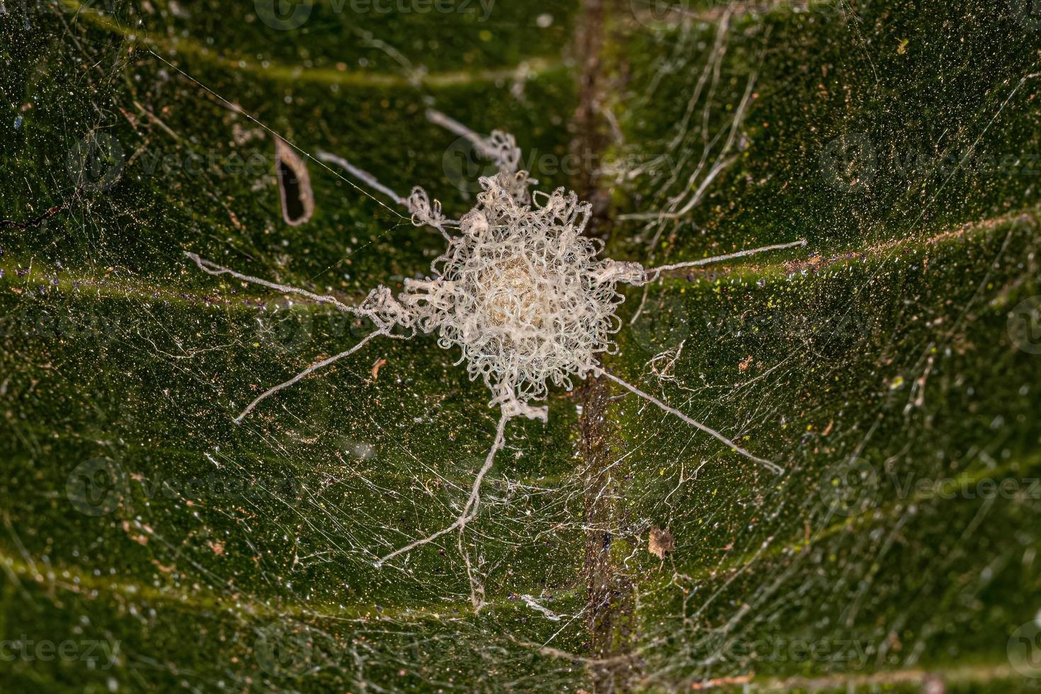 Spindel ägg säck foto